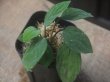 画像2: Homalomena sp. "Sunshine" BNN from Sibolga timur【AZ0322-2】緑葉赤軸