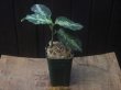 画像6: Aglaonema pictum "ちゃんぷーる" from Padang Sidempuan【AZ0322-1f】