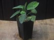 画像4: Homalomena sp. "Sunshine" BNN from Sibolga timur【AZ0322-2】緑葉赤軸