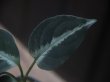 画像3: Aglaonema pictum "ちゃんぷーる" from Padang Sidempuan【AZ0322-1h】