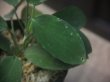 画像3: Homalomena sp. "Sunshine" BNN from Sibolga timur【AZ0322-2】緑葉緑軸