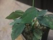 画像3: Homalomena sp. "Sunshine" BNN from Sibolga timur【AZ0322-2】緑葉緑軸