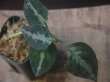 画像1: Aglaonema pictum "ちゃんぷーる" from Padang Sidempuan【AZ0322-1e】