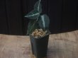 画像5: Aglaonema pictum "ちゃんぷーる" from Padang Sidempuan【AZ0322-1h】