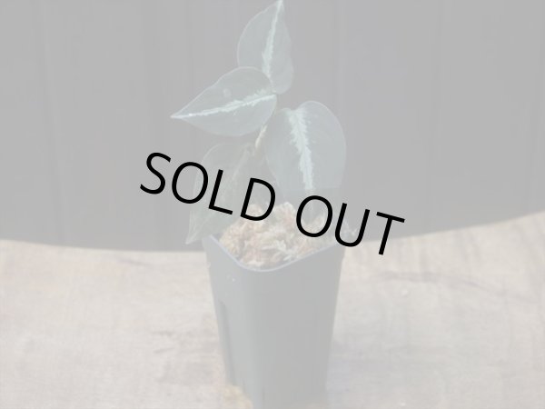 画像5: Aglaonema pictum "ちゃんぷーる" from Padang Sidempuan【AZ0322-1h】