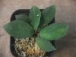 画像1: Homalomena sp. "Sunshine" BNN from Sibolga timur【AZ0322-2】緑葉緑軸