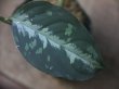 画像2: Aglaonema pictum "ちゃんぷーる" from Padang Sidempuan【AZ0322-1f】