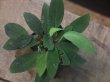 画像1: Homalomena sp. "Sunshine" BNN from Sibolga timur【AZ0322-2】緑葉赤軸