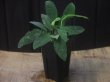 画像4: Homalomena sp. "Sunshine" BNN from Sibolga timur【AZ0322-2】緑葉赤軸