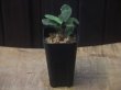 画像4: Homalomena sp. "Sunshine" BNN from Sibolga timur【AZ0322-2】緑葉赤軸