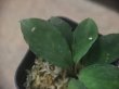 画像3: Homalomena sp. "Sunshine" BNN from Sibolga timur【AZ0322-2】緑葉緑軸