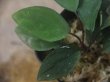 画像3: Homalomena sp. "Sunshine" BNN from Sibolga timur【AZ0322-2】緑葉赤軸