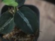 画像3: Aglaonema pictum "ちゃんぷーる" from Padang Sidempuan【AZ0322-1h】