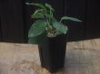 画像4: Homalomena sp. "Sunshine" BNN from Sibolga timur【AZ0322-2】緑葉緑軸