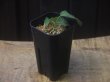 画像4: Homalomena sp. "Sunshine" BNN from Sibolga timur【AZ0322-2】緑葉緑軸