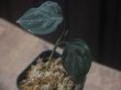 画像1: Aglaonema pictum "ちゃんぷーる" from Padang Sidempuan【AZ0322-1c】