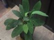 画像2: Homalomena sp. "Sunshine" BNN from Sibolga timur【AZ0322-2】緑葉赤軸