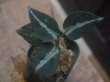 画像1: Aglaonema pictum "ちゃんぷーる" from Padang Sidempuan【AZ0322-1h】