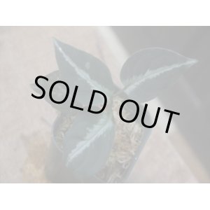 画像: Aglaonema pictum "ちゃんぷーる" from Padang Sidempuan【AZ0322-1h】