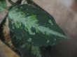 画像3: Aglaonema pictum "ちゃんぷーる" from Padang Sidempuan【AZ0322-1f】