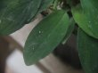 画像3: Homalomena sp. "Sunshine" BNN from Sibolga timur【AZ0322-2】緑葉赤軸