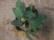 画像2: Homalomena sp. "Sunshine" BNN from Sibolga timur【AZ0322-2】緑葉緑軸