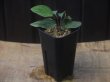 画像4: Homalomena sp. "Sunshine" BNN from Sibolga timur【AZ0322-2】緑葉赤軸