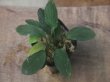 画像1: Homalomena sp. "Sunshine" BNN from Sibolga timur【AZ0322-2】緑葉緑軸
