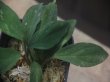 画像3: Homalomena sp. "Sunshine" BNN from Sibolga timur【AZ0322-2】緑葉赤軸