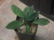 画像2: Homalomena sp. "Sunshine" BNN from Sibolga timur【AZ0322-2】緑葉赤軸