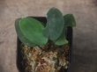 画像1: Homalomena sp. "Sunshine" BNN from Sibolga timur【AZ0322-2】緑葉赤軸