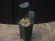 画像4: Aglaonema pictum "ちゃんぷーる" from Padang Sidempuan【AZ0322-1c】