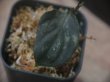 画像3: Aglaonema pictum "ちゃんぷーる" from Padang Sidempuan【AZ0322-1c】