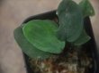 画像3: Homalomena sp. "Sunshine" BNN from Sibolga timur【AZ0322-2】緑葉赤軸