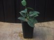 画像4: Homalomena sp. "Sunshine" BNN from Sibolga timur【AZ0322-2】緑葉緑軸