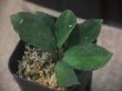 画像2: Homalomena sp. "Sunshine" BNN from Sibolga timur【AZ0322-2】緑葉緑軸