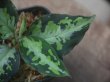 画像4: Aglaonema pictum "type NIRVASH" from Pulau Nias【AZ0611-3】verMES