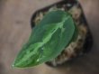 画像2: Aglaonema pictum "Multicolor" BNN from Sibolga timur【AZ0218-3】2号機