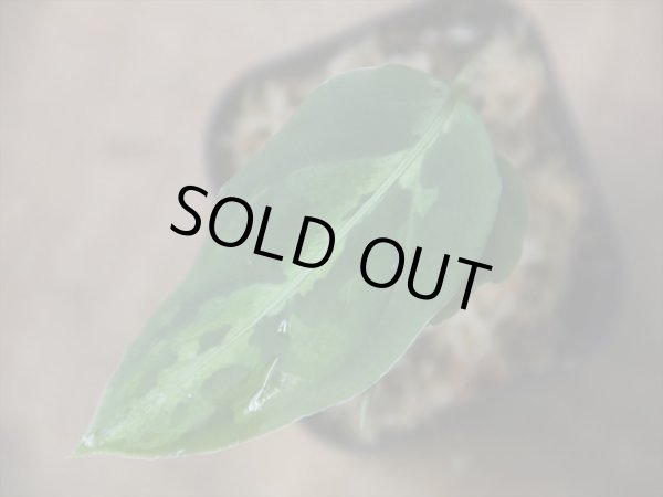 画像2: Aglaonema pictum "Multicolor" BNN from Sibolga timur【AZ0218-3】2号機