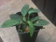 画像3: Homalomena sp. "Sunshine" BNN from Sibolga timur【AZ0322-2】緑葉赤弱（軸）
