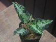 画像2: Aglaonema pictum "type NIRVASH" from Pulau Nias【AZ0611-3】verMES