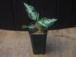 画像5: Aglaonema pictum "type NIRVASH" from Pulau Nias【AZ0611-3】verMES