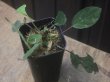 画像3: Homalomena sp. "Sunshine" BNN from Sibolga timur【AZ0322-2】緑葉赤軸