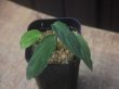 画像2: Homalomena sp. "Sunshine" BNN from Sibolga timur【AZ0322-2】緑葉緑軸