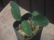 画像2: Homalomena sp. "Sunshine" BNN from Sibolga timur【AZ0322-2】緑葉赤弱（軸）