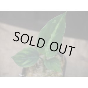 画像: Aglaonema pictum "Multicolor" BNN from Sibolga timur【AZ0218-3】2号機