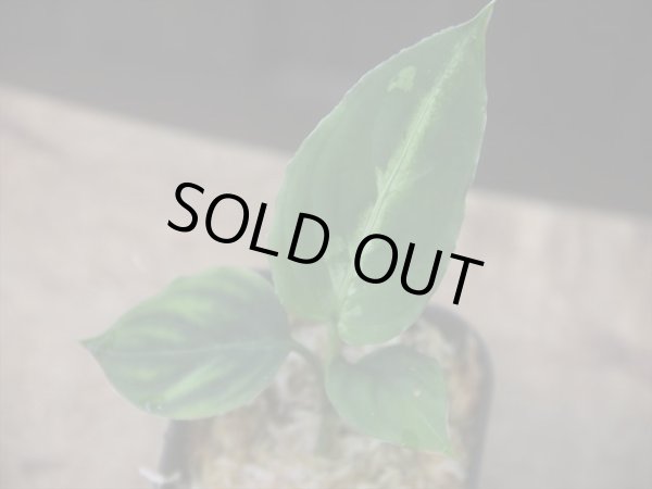 画像1: Aglaonema pictum "Multicolor" BNN from Sibolga timur【AZ0218-3】2号機