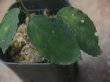 画像4: Homalomena sp. "Sunshine" BNN from Sibolga timur【AZ0322-2】緑葉赤弱（軸）