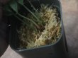 画像3: Homalomena sp. "Sunshine" BNN from Sibolga timur【AZ0322-2】緑葉赤弱（軸）