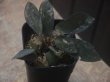 画像1: Homalomena sp. "Sunshine" BNN from Sibolga timur【AZ0322-2】赤茶葉